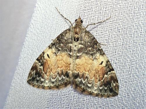 Réf. 302 505 : Dysstroma truncata